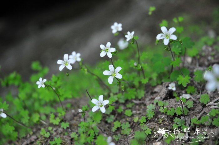 球茎虎耳草Saxifraga sibirica