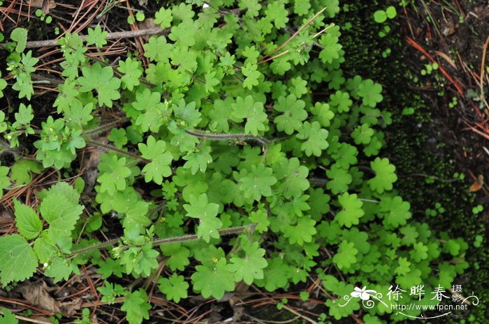 球茎虎耳草Saxifraga sibirica