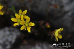 山地虎耳草Saxifraga sinomontana