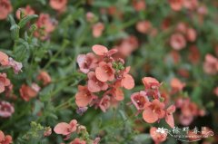 双距花Diascia barberae