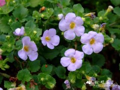 百可花Bacopa diffusa