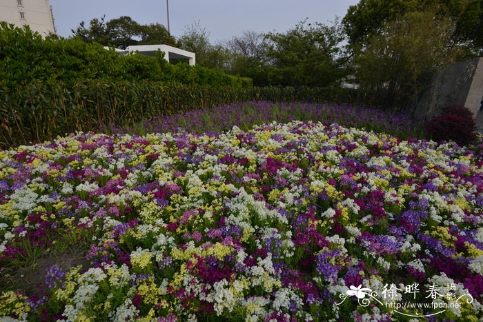 柳穿鱼Linaria maroccana