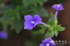 蓝金花Otacanthus azureus