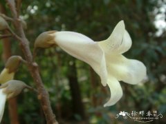 泡桐Paulownia fortunei