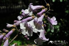 兰考泡桐Paulownia elongata