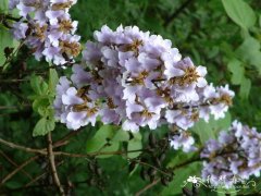 毛泡桐Paulownia tomentosa