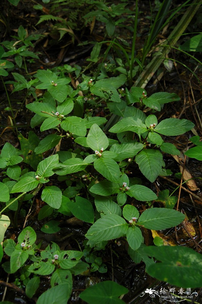 大叶石龙尾Limnophila rugosa