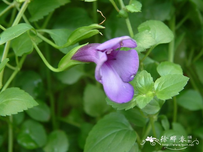 单色蝴蝶草Torenia concolor