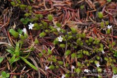 鞭打绣球Hemiphragma heterophyllum