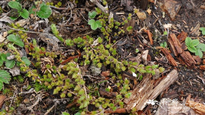 鞭打绣球Hemiphragma heterophyllum