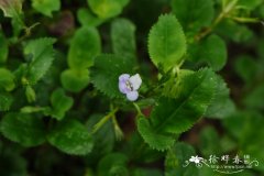 刺齿泥花草Lindernia ciliata