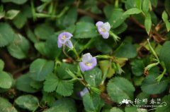 旱田草Lindernia ruellioides