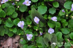 匍茎通泉草Mazus miquelii