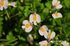 弹刀子菜Mazus stachydifolius