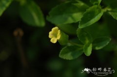 过长沙舅Mecardonia procumbens