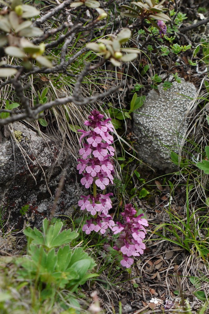 条纹马先蒿Pedicularis lineata