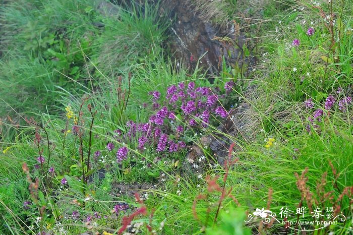 条纹马先蒿Pedicularis lineata