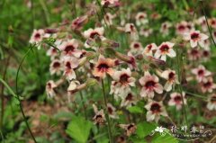 地黄Rehmannia glutinosa