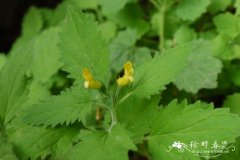 长柱玄参Scrophularia stylosa