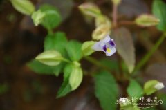 紫萼蝴蝶草Torenia violacea