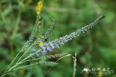 细叶婆婆纳Pseudolysimachion linariifolium