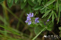 长白婆婆纳Veronica stelleri var. longistyla