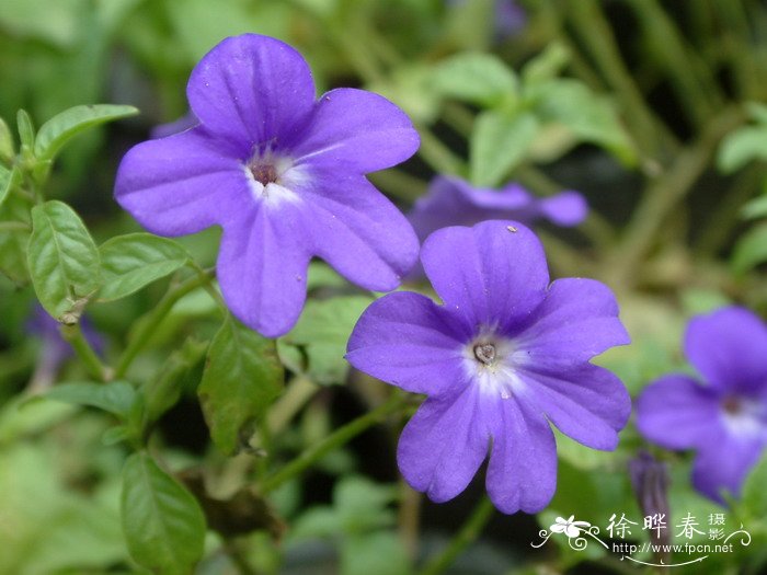 紫水晶Browallia speciosa