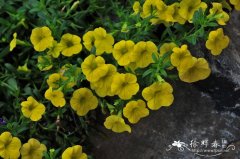 СǣţCalibrachoa hybrids