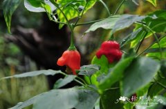 风铃辣椒Capsicum baccatum