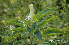 毛曼陀罗Datura inoxia