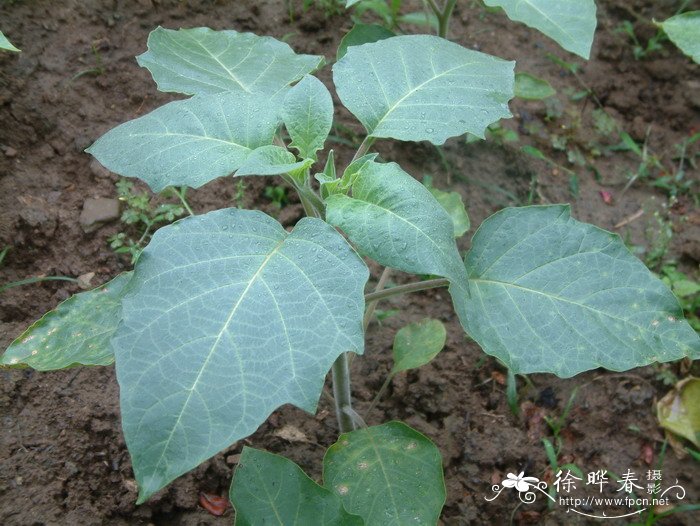 毛曼陀罗Datura inoxia