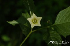 挂金灯Physalis alkekengi var. franchetii