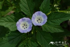 假酸浆Nicandra physalodes