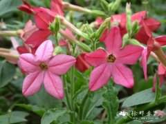 花烟草Nicotiana alata