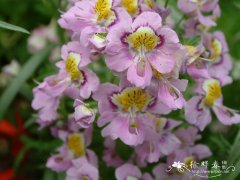 蛾蝶花Schizanthus pinnatus