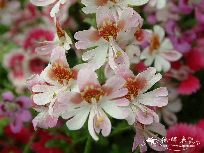 蛾蝶花Schizanthus pinnatus