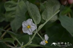 白蛋茄Solanum texanum