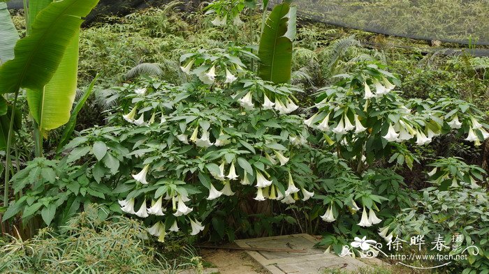 大花曼陀Brugmansia suaveolens