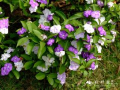 鸳鸯茉莉Brunfelsia brasiliensis