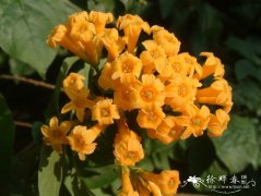 黄瓶子花Cestrum aurantiacum