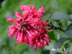 瓶儿花Cestrum elegans