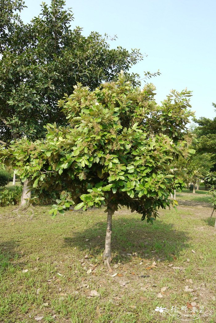 银叶树Heritiera littoralis 银叶树Heritiera littoralis
