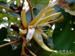 槭叶翅子树Pterospermum acerifolium