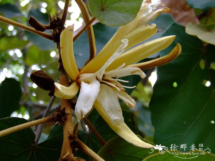 槭叶翅子树Pterospermum acerifolium