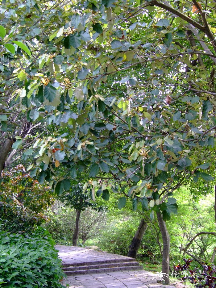 槭叶翅子树Pterospermum acerifolium