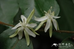 翻白叶树Pterospermum heterophyllum