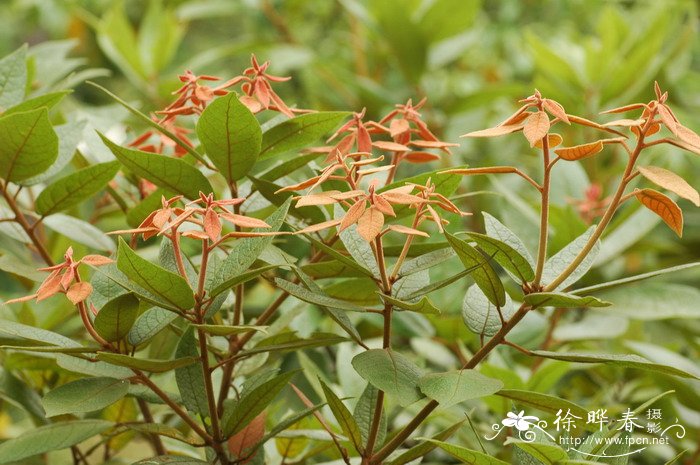 梭罗木Reevesia pubescens