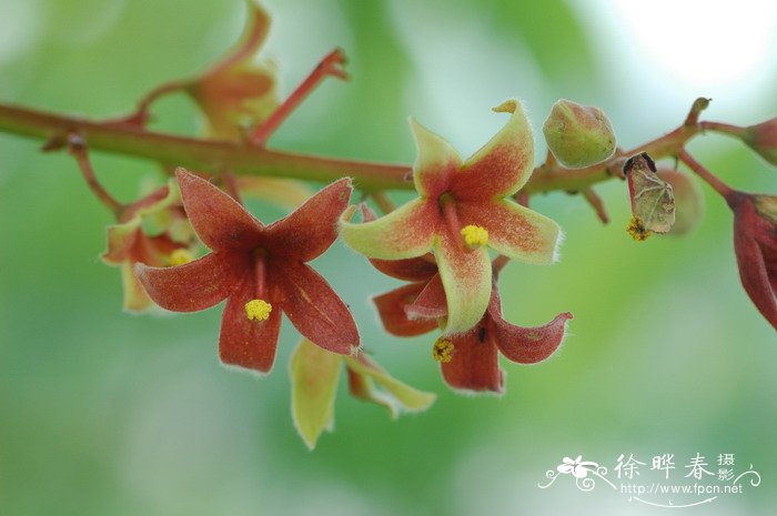 掌叶苹婆Sterculia foetida