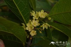 海南苹婆  Sterculia hainanensis