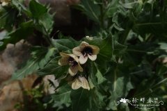 天仙子Hyoscyamus niger